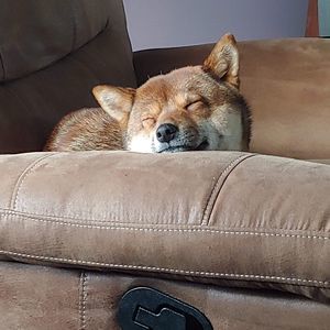 Meet your Posher, Angel